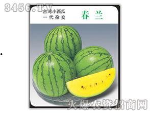 吃瓜娱乐圈小兰花,娱乐圈的甜蜜瓜果，揭秘明星背后的故事